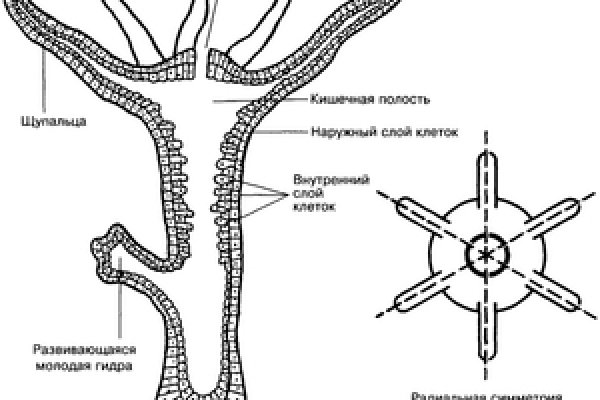 Kraken зеркало